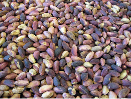 AGAÇ ALTI KABUKLU ANTEP FISTIĞI